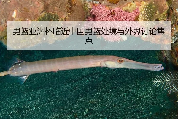 男篮亚洲杯临近中国男篮处境与外界讨论焦点